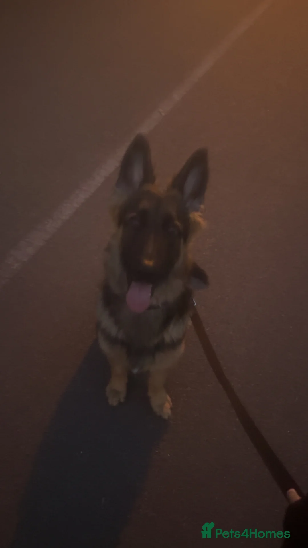 German Shepherd dogs for sale: Male German shephard  - Advert 2