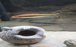 Barbs fish for sale: Dennison barb (Torpedo barb) - Image 3