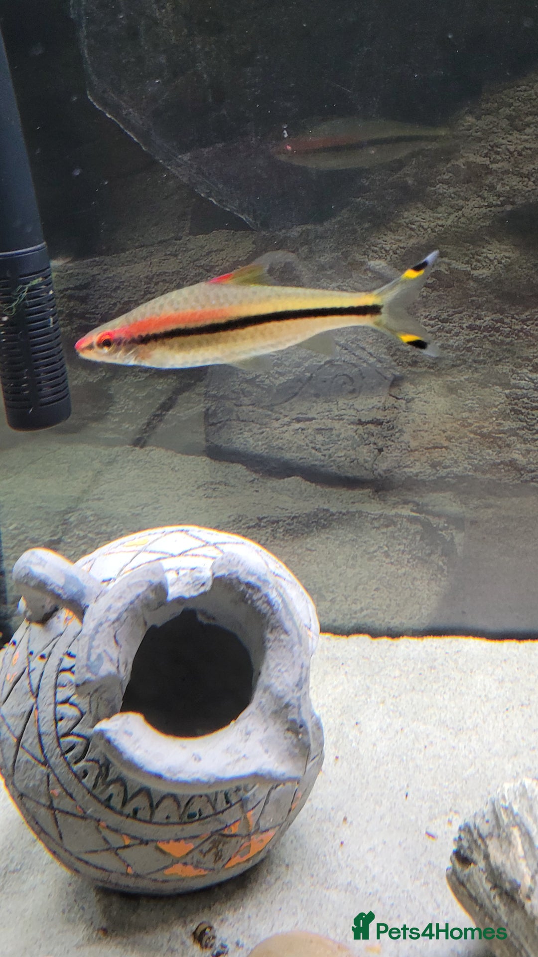Barbs fish for sale: Dennison barb (Torpedo barb) - Image 3