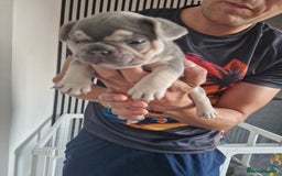 French Bulldog dogs for sale: FROM £1500 French bulldogs 2 FEMALE 3 MALE - Image 2