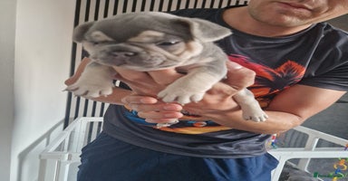 French Bulldog dogs - Advert 1