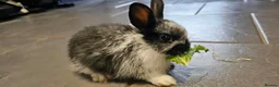 Mixed Breed rabbits for sale: Mini lop x Netherlands dwarf - Advert 24