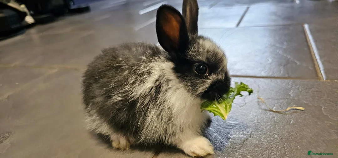 Mixed Breed rabbits for sale: Mini lop x Netherlands dwarf - Advert 24