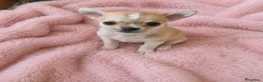 Chihuahua 3