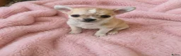 Chihuahua dogs for sale: Beautiful chihuahua pups - Advert 5