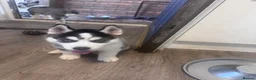 Siberian Husky dogs for sale: Puppies for sale - Advert 3