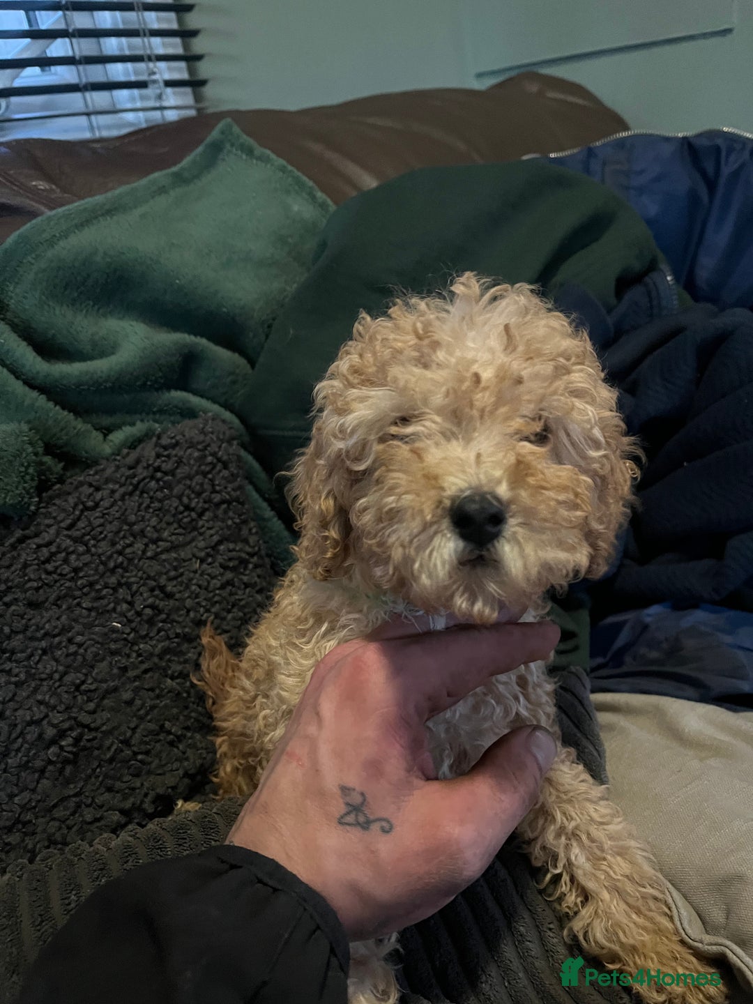 Mini Goldendoodle dogs for sale: Mini golden doodle f1b - Advert 9