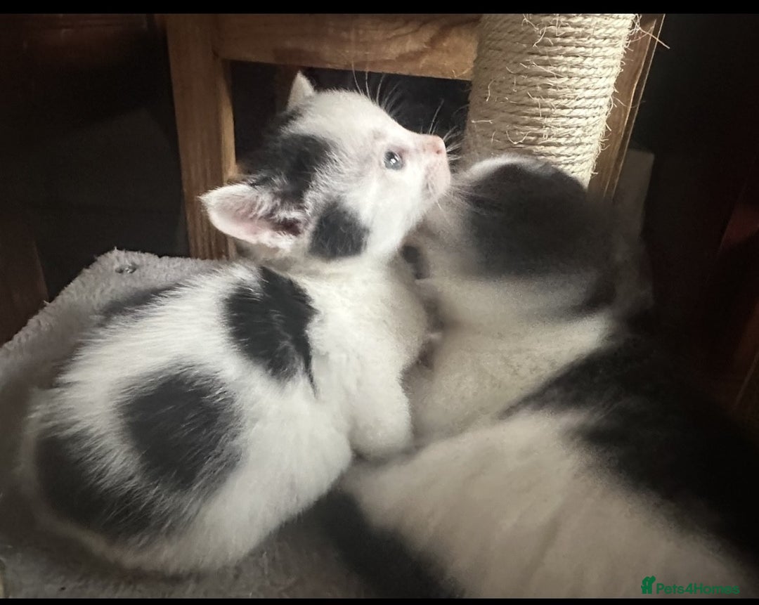 British Shorthair cats for sale: Adorable Black and White Kittens (mixed breed) - Image 15