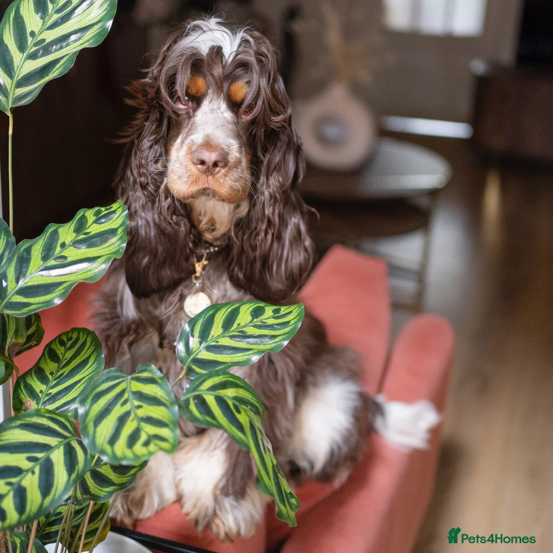 Cocker Spaniel dogs for sale: Beautiful girl for rehoming  - Advert 2