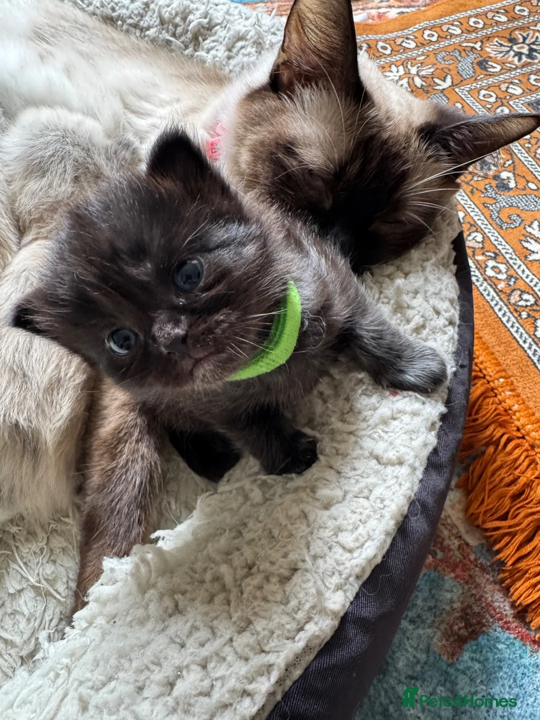 Ragdoll cats for sale: A cute kitten, mother a Ragdoll  - Advert 3