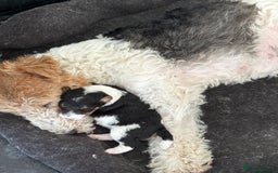 Fox Terrier dogs for sale: Stunning wire fox terrier puppies  - Image 3