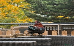 Chickens poultry for sale: 3 silkies mixed cockerels for free to a good home  - Image 4