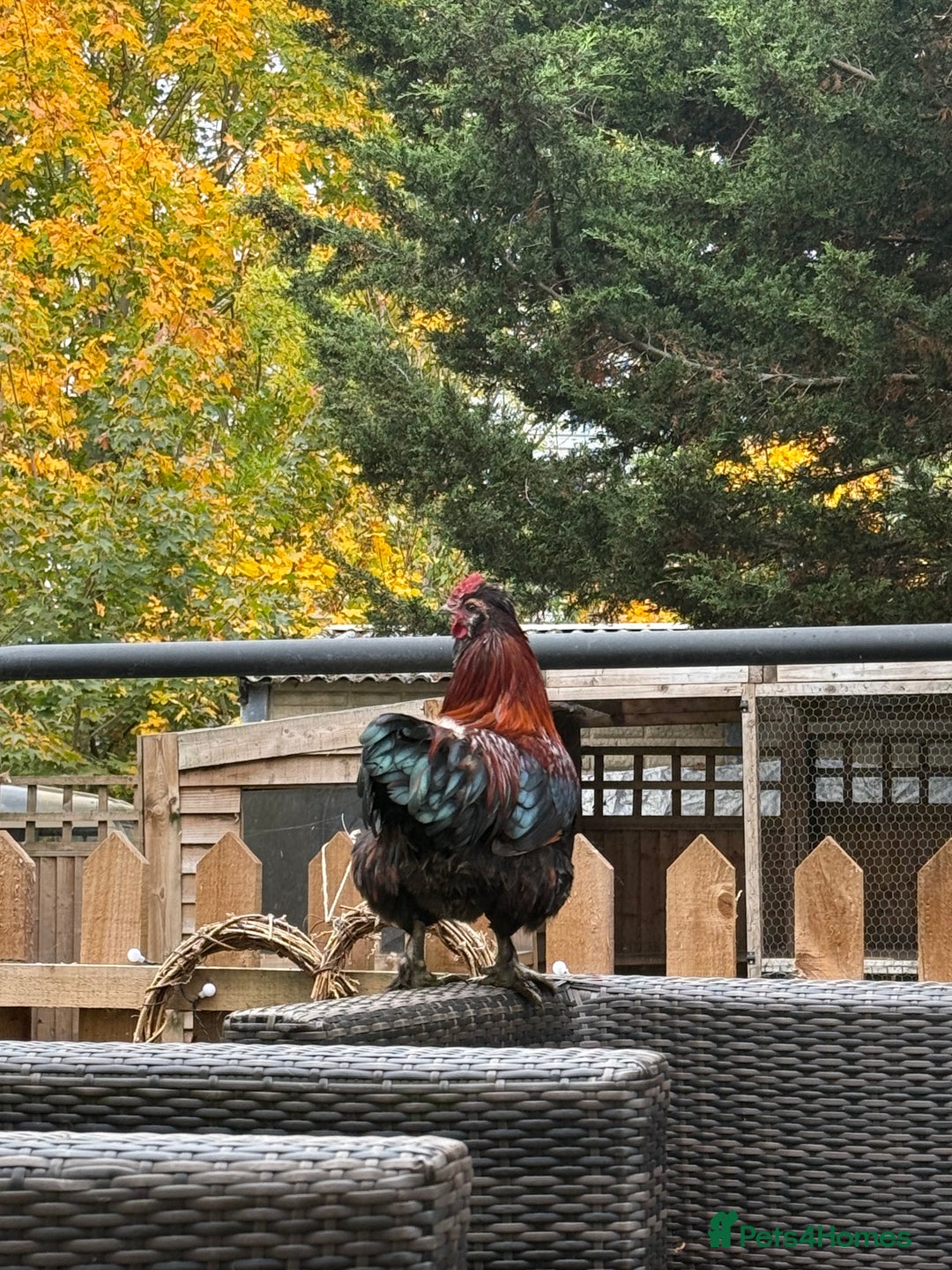 Chickens poultry for sale: 3 silkies mixed cockerels for free to a good home  - Image 4