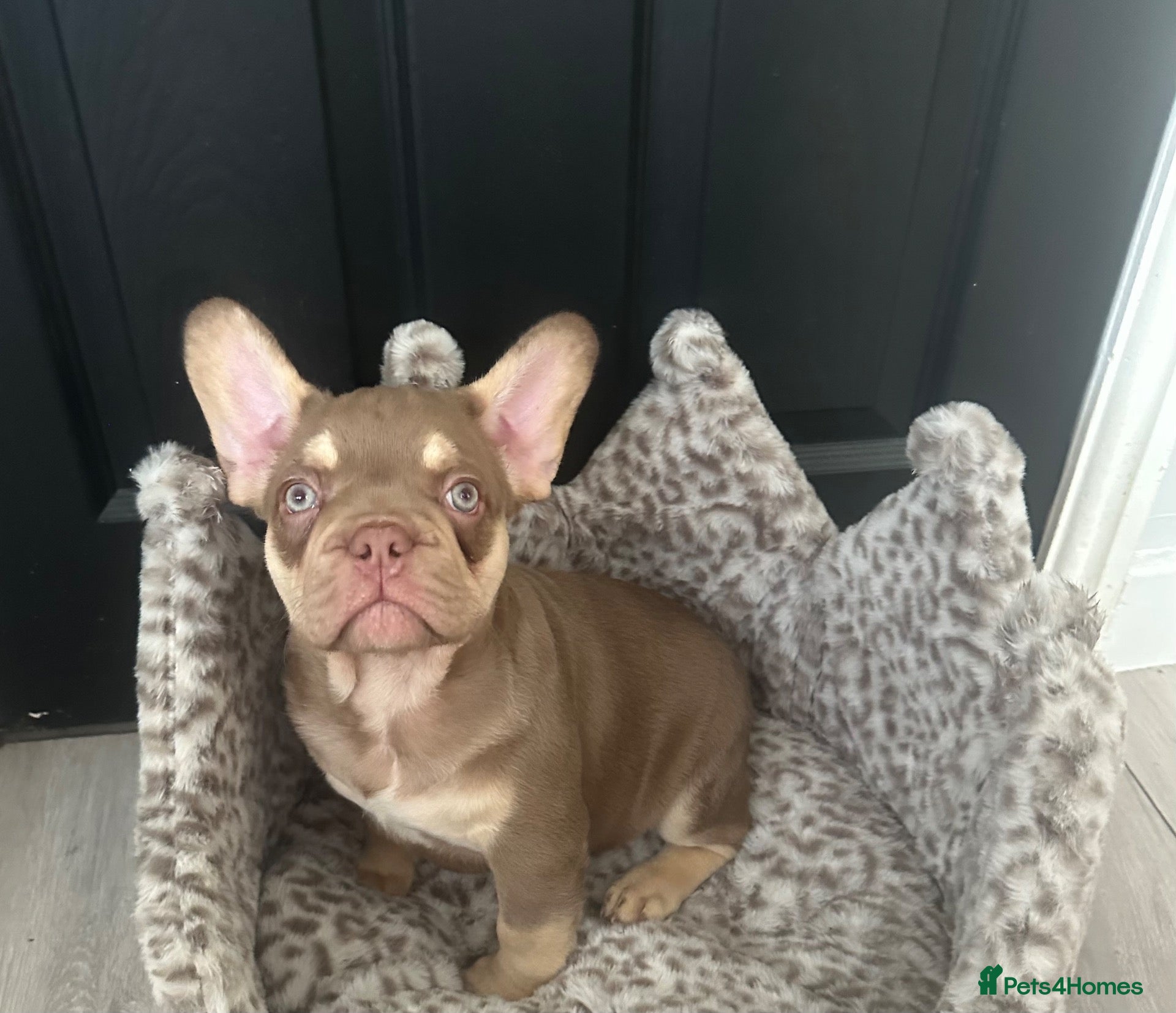 French Bulldog dogs Reduced 2 stunning french bulldog boys left - Advert 8