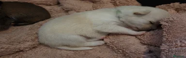 Chihuahua 2
