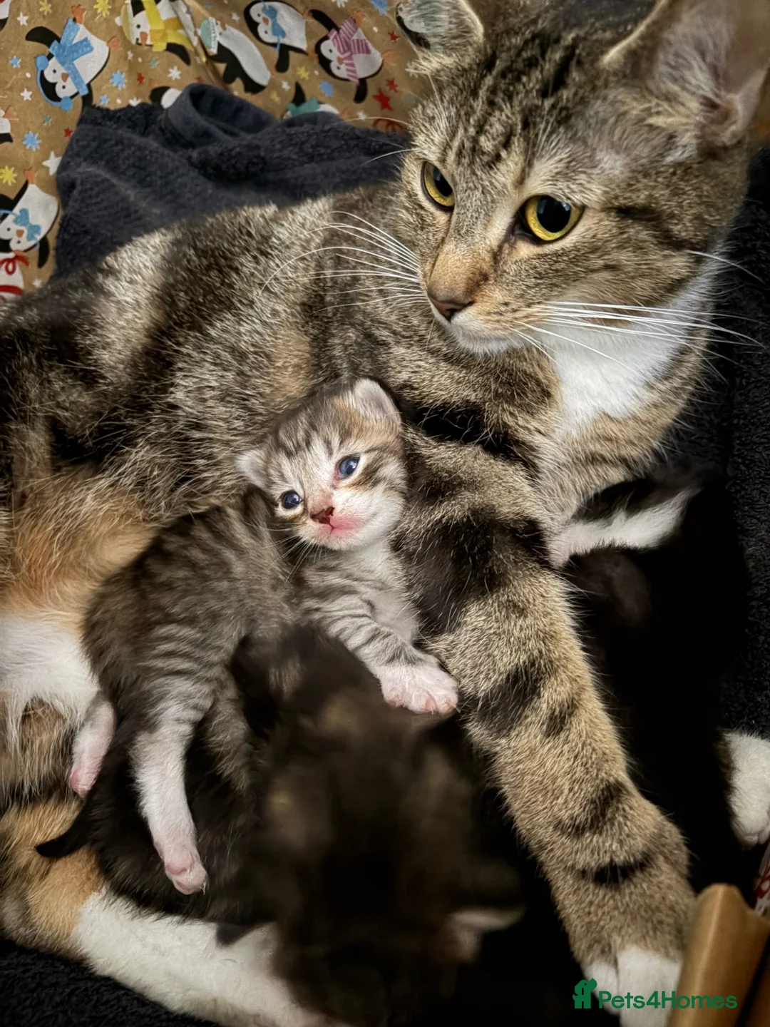 Domestic Shorthair cats for sale: Domestic shorthair kittens  - Advert 1