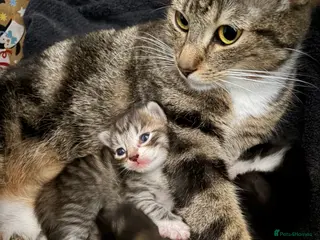 Domestic Shorthair cats Domestic shorthair kittens - Advert 7