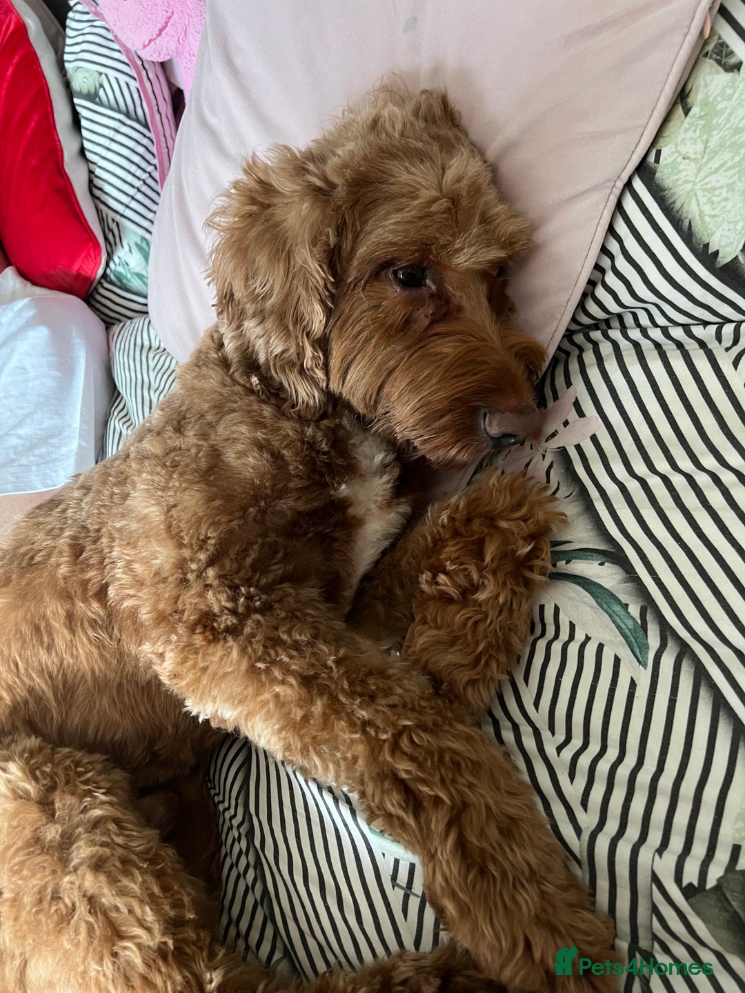 Cockapoo dogs for sale: Stanley  - Advert 4