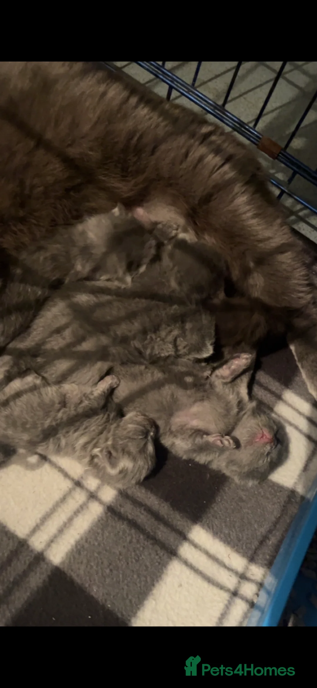 British Shorthair cats for sale: British shorthair/longhair - Advert 1
