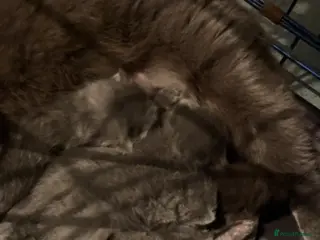 British Shorthair cats British shorthair/longhair - Advert 15