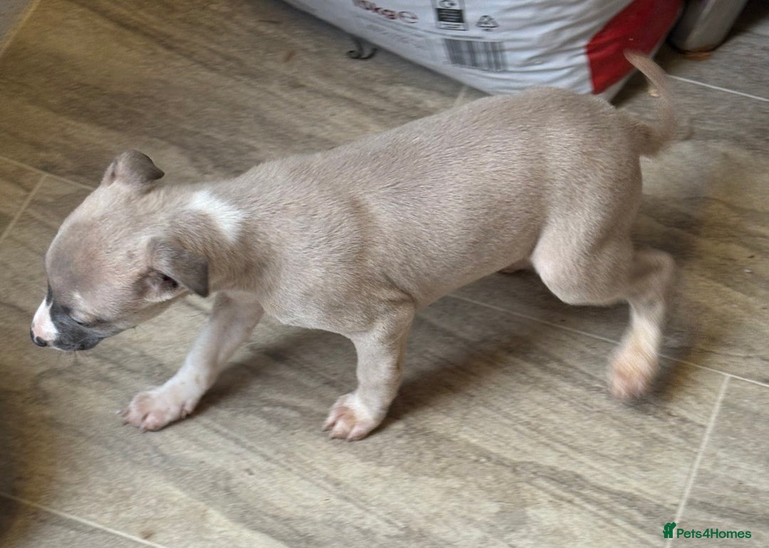 Whippet dogs for sale: 5 beautiful kc registered whippit puppies  - Advert 13