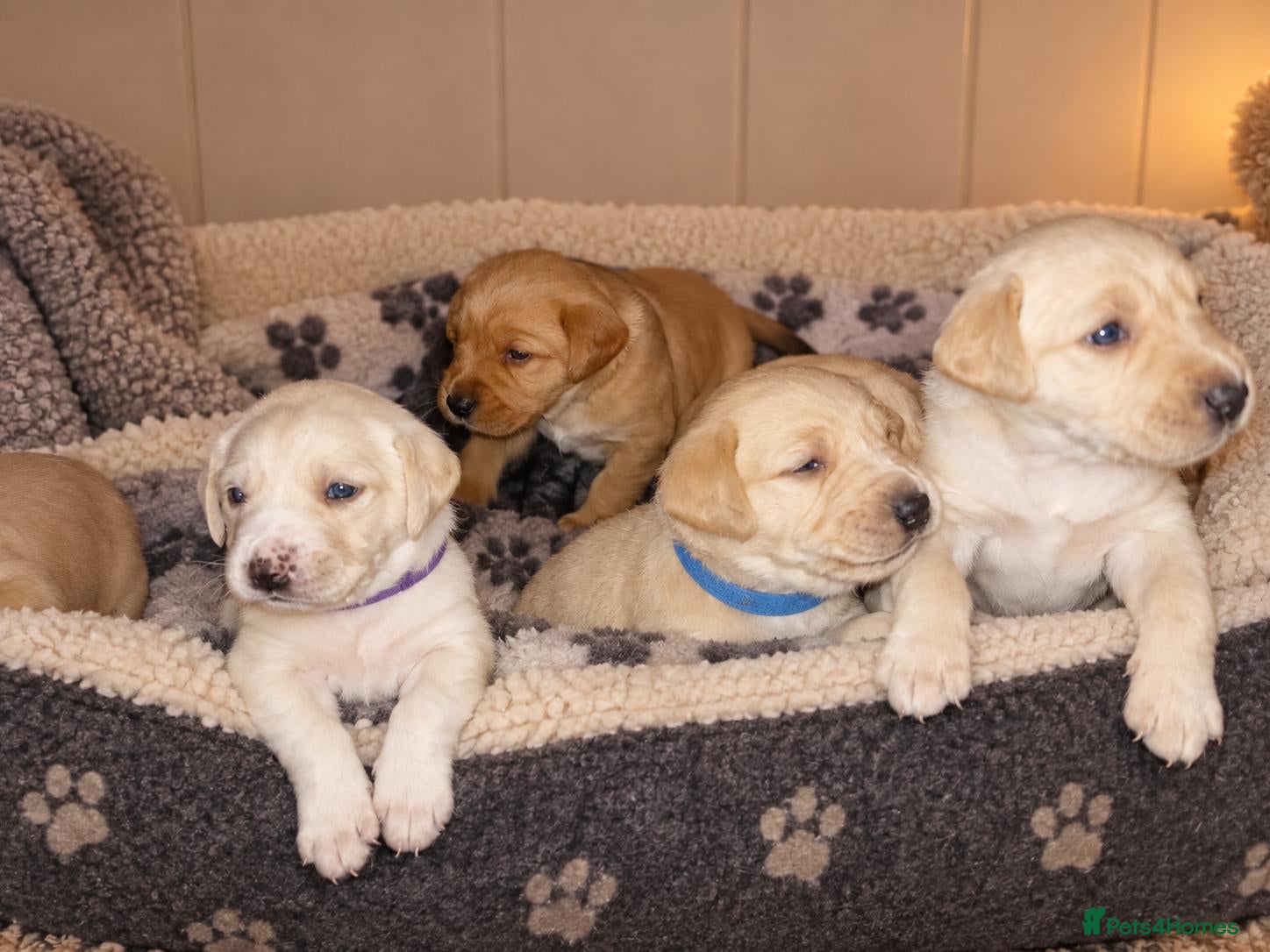 Labradoodle dogs Labrador Crosses - Advert 1