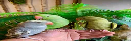 Ringnecks birds for sale: Hand Reared Baby Indian Ringneck Parrots For Sale - Advert 4