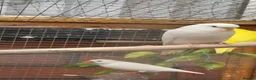 Budgerigars birds for sale: Budgies  in Lancaster - Advert 5