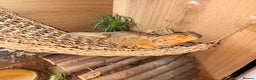 Bearded Dragon reptiles for sale: Bearded Dragon with Enclosure and extras - Advert 1