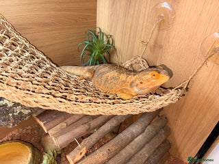 Bearded Dragon reptiles Bearded Dragon with Enclosure and extras - Advert 5