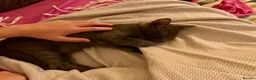 Russian Blue cats for sale: Gorgeous Russian Blue kitten in London - Advert 4