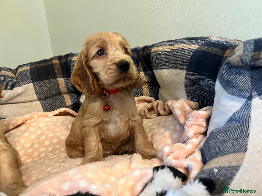 Cocker Spaniel dogs for sale: ✨ KC Show-Type Cocker Spaniel Puppies ✨ - Advert 8