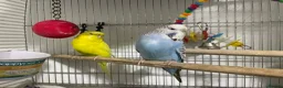 Budgerigars birds for sale: Blue and yellow budgie - Advert 1