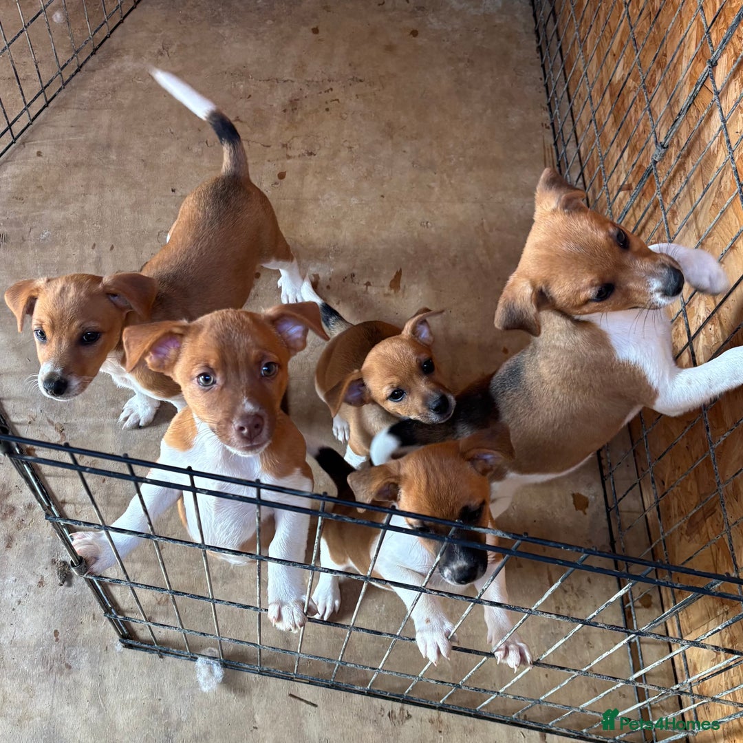 Mixed Breed dogs for sale: Plummer X Jack Russell Puppies - Image 5