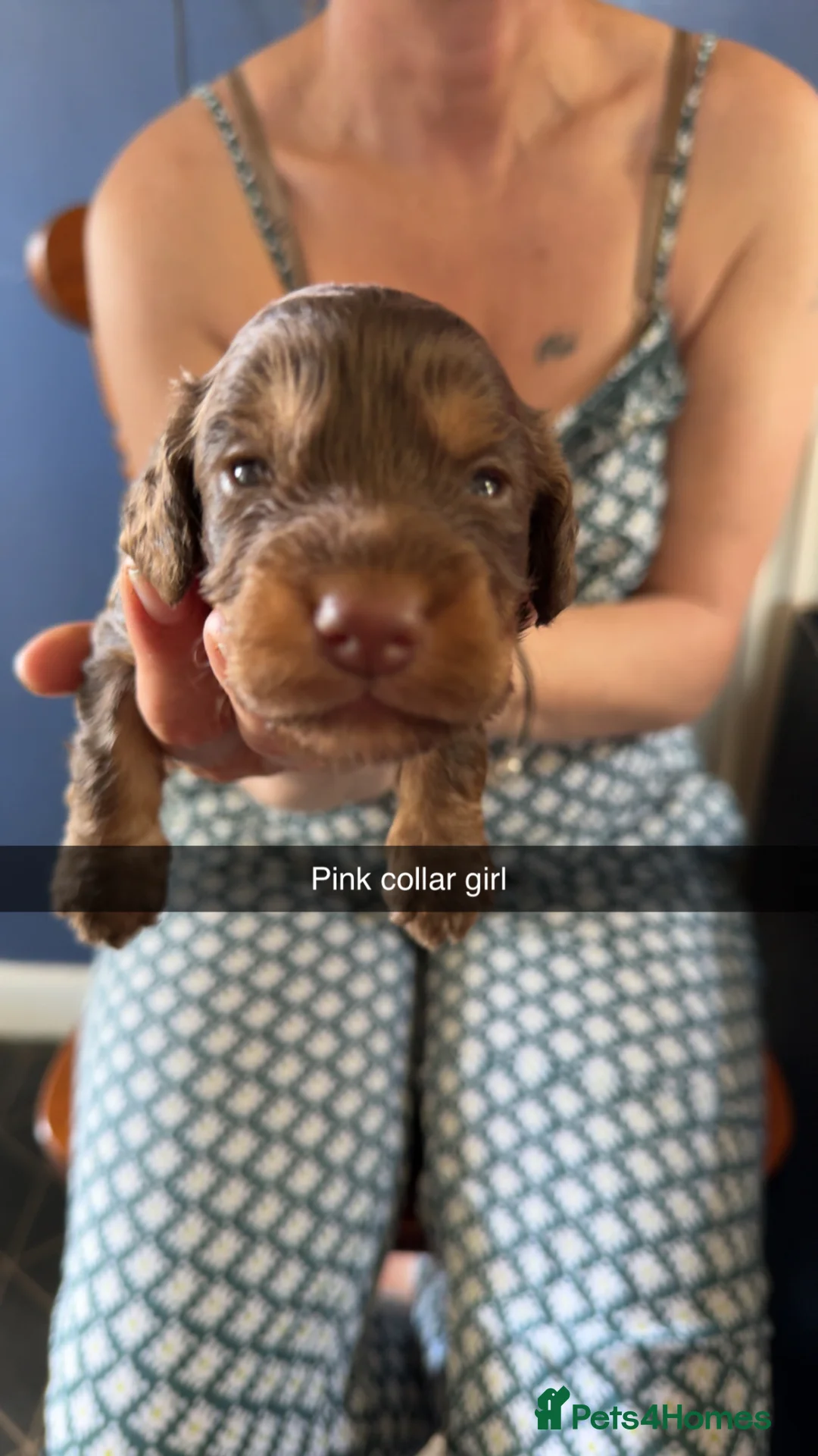 Cockapoo dogs for sale: ABSOLUTELY GORGEOUS F1 COCKAPOOS PUPS - Advert 15
