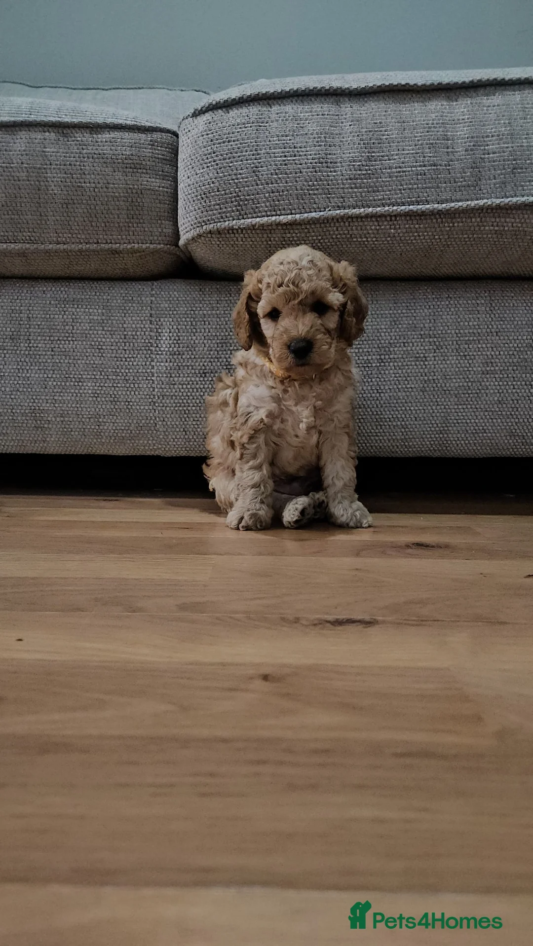 Cockapoo dogs for sale: Male Cockapoo F2 - Advert 2