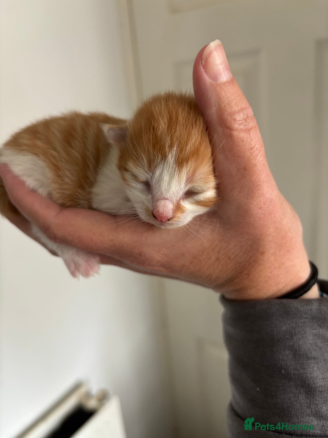 Domestic Shorthair cats for sale: Beautiful kittens  - Image 12
