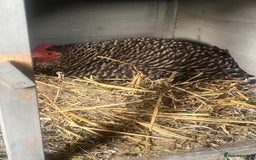 Chickens poultry for sale: Maran / silkie / Brahma / ISA brown  - Image 5