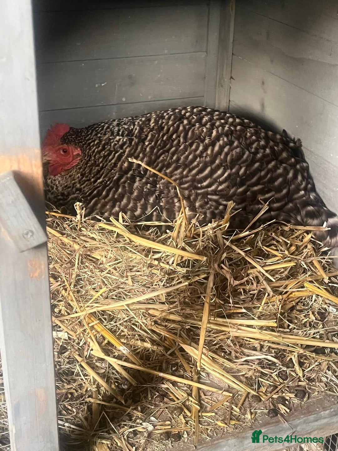Chickens poultry for sale: Maran / silkie / Brahma / ISA brown  - Image 5