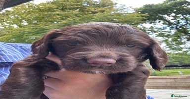 Sprocker dogs - Advert 3