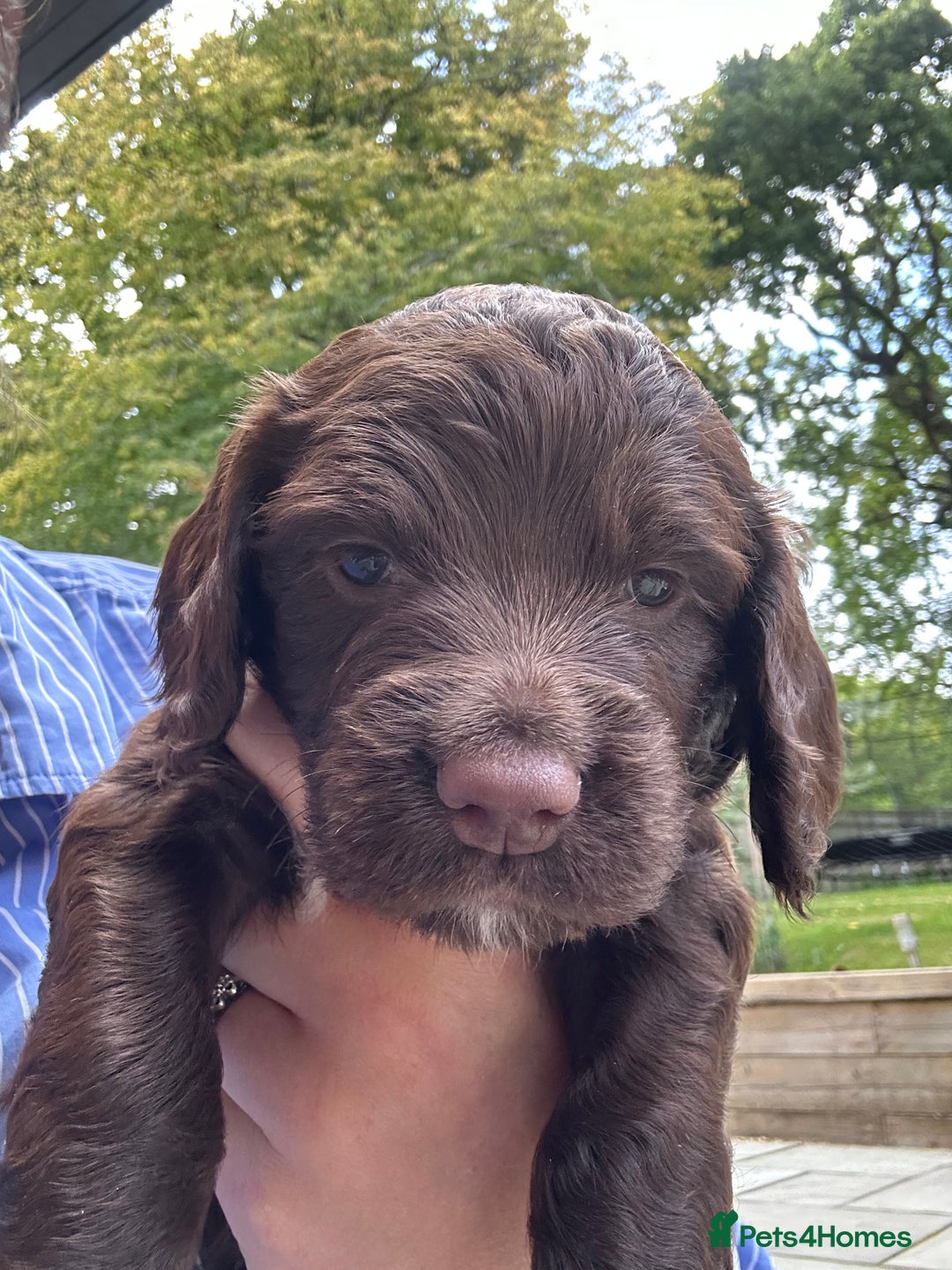 Sprocker dogs for sale: Adorable Sprocker Spaniel Puppies Ready 22nd Sept - Image 2