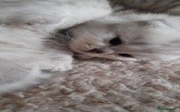 Scottish Fold cats for sale: LAST BOY FOLD. OPEN TO OFFERS.  in Aberdare - Image 15