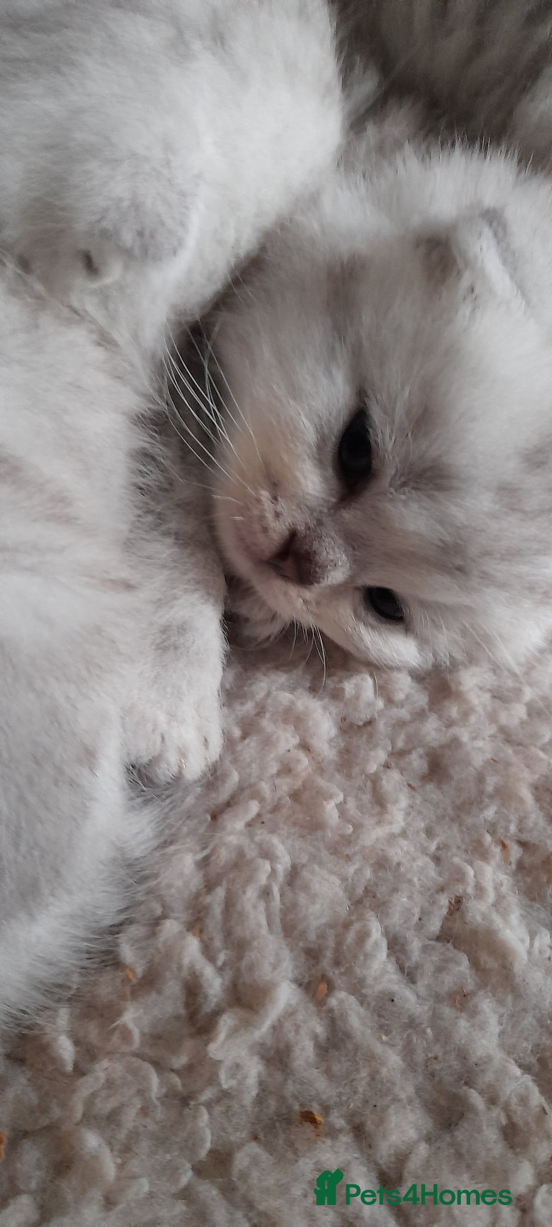 Scottish Fold cats for sale: LAST BOY FOLD. OPEN TO OFFERS.  in Aberdare - Image 15