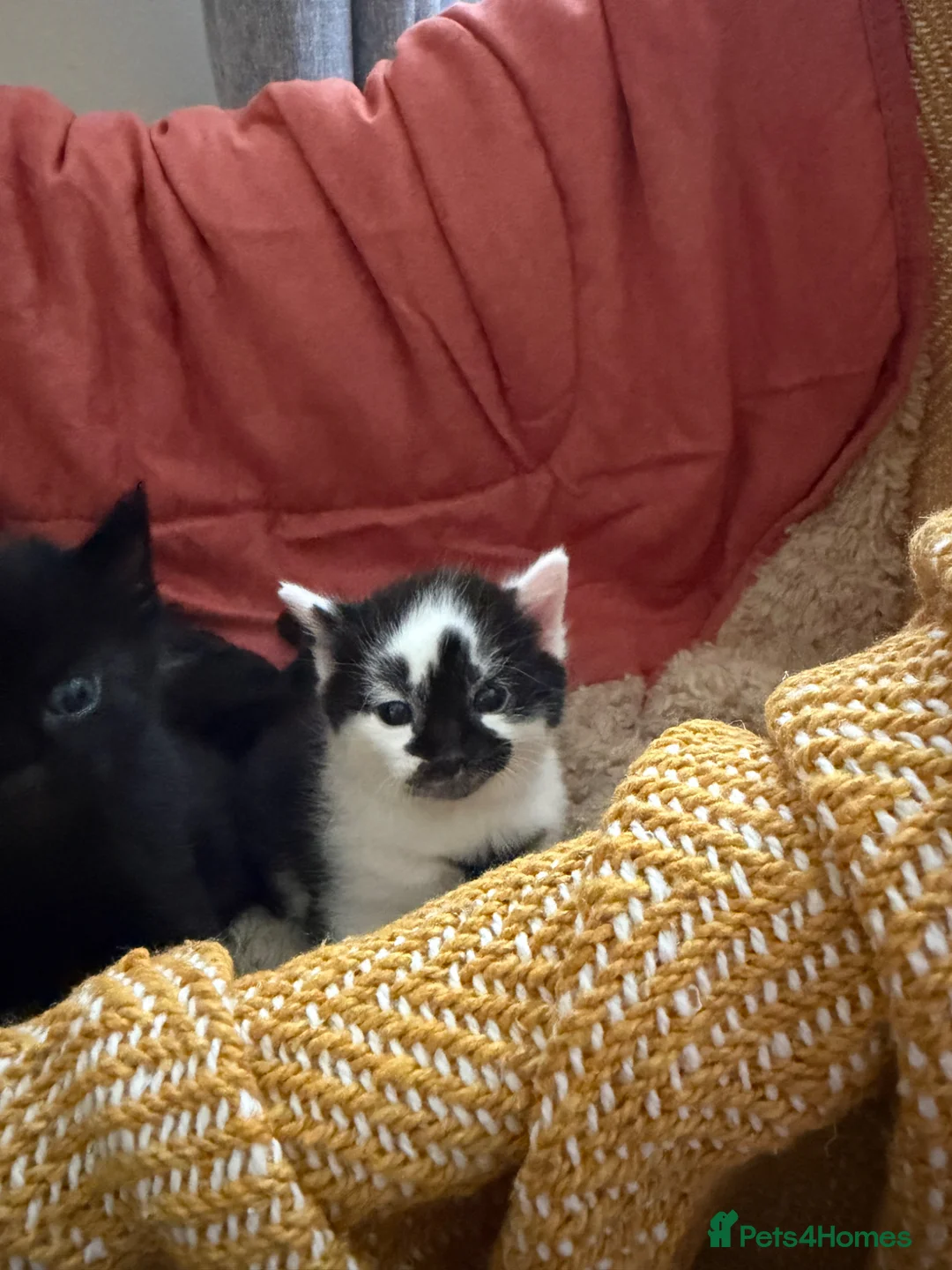 Maine Coon cats for sale: Main coon x Bombay cat in Shipston-on-Stour - Advert 2