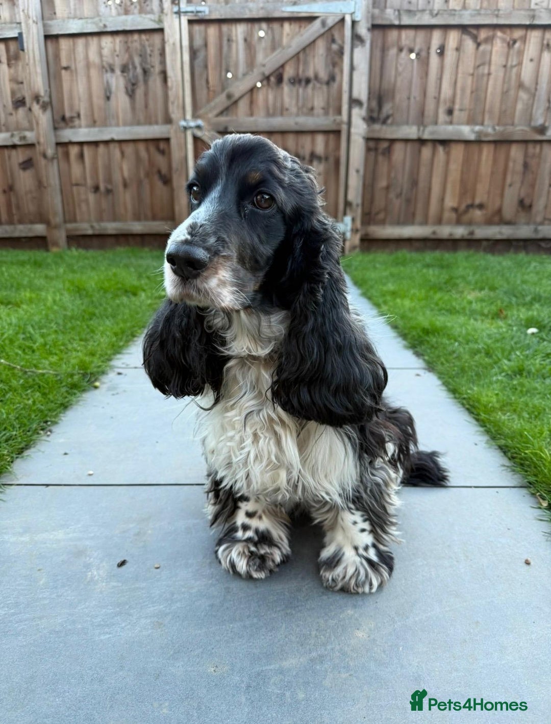 Cocker Spaniel dogs for sale: KC Reg Show Type Cocker Spaniel Puppies - Advert 11