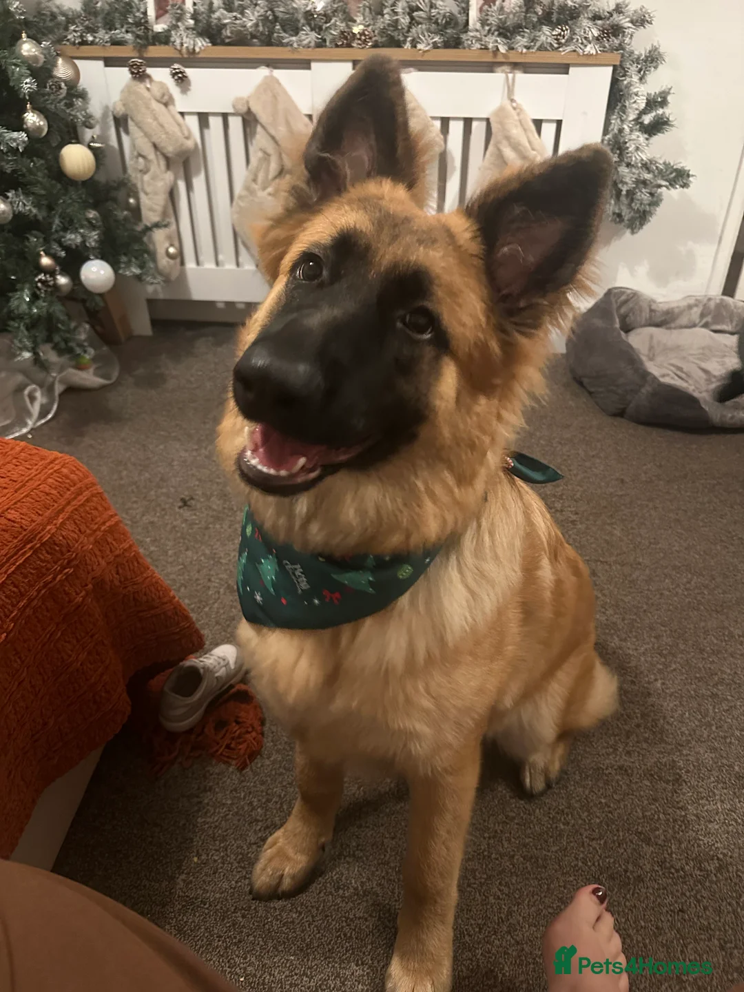 German Shepherd dogs for sale: Rocky is Looking for his forever Family  - Advert 4