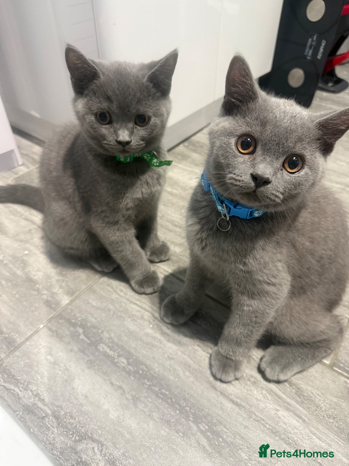 British Shorthair cats British shorthair kittens 3 left - Advert 17