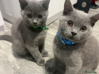 British Shorthair cats British shorthair kittens 3 left - Advert 17