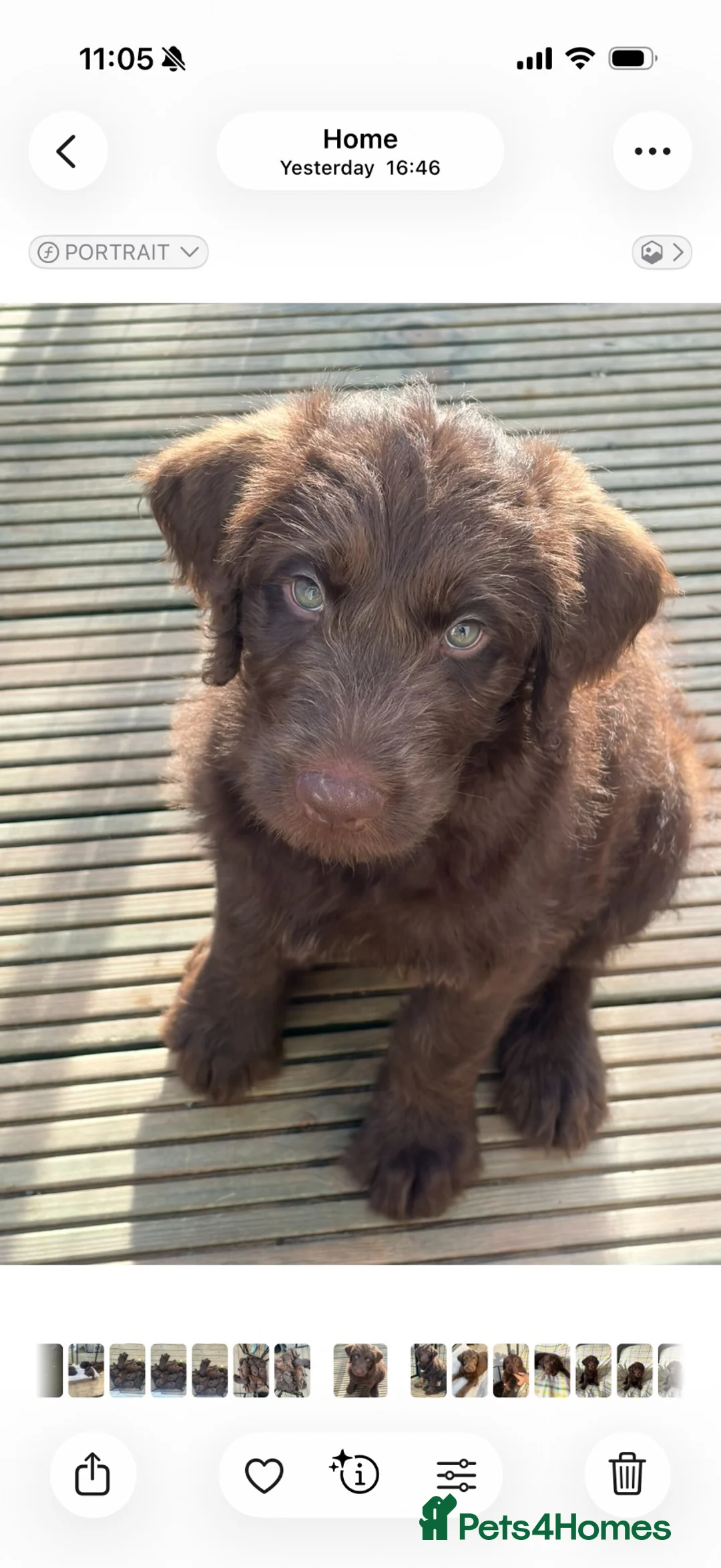 Labradoodle dogs for sale: F1 labradoodle Puppies in Motherwell - Advert 2