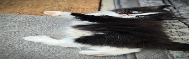 Mixed Breed 3